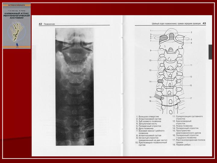 Анатомия рентген. Королюк Рентгеноанатомический атлас. Королюк рентген анатомия скелета. Атлас рентгенологической анатомии. Рентген Королюк.