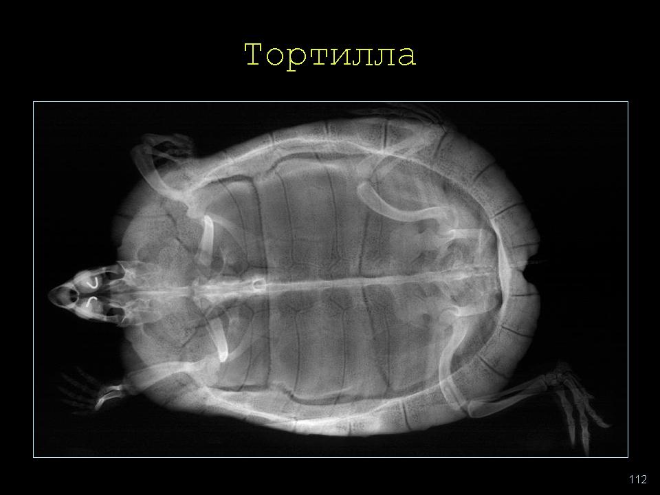Мозг черепах. Рентген красноухой черепахи. Рентген черепахи сбоку. Рентген черепахи с пневмонией. Рентгеновский снимок черепахи.