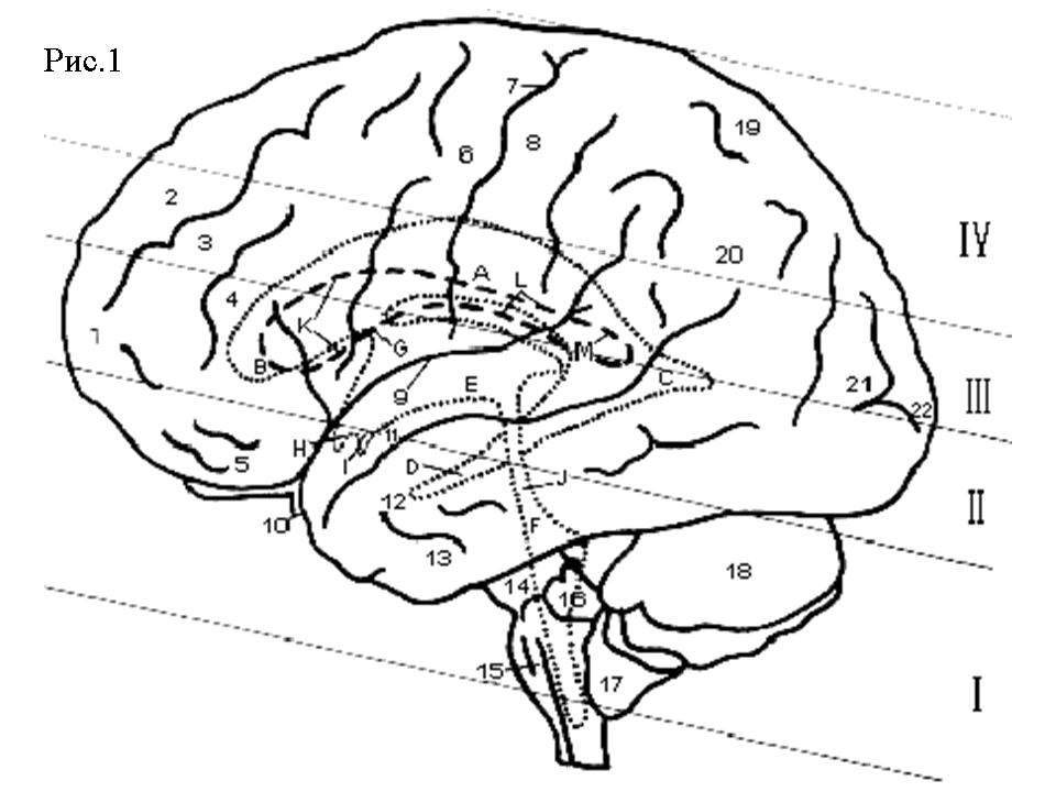 Извилины брюс. Сводчатая извилина анатомия. Проекция мозга. Латеральная поверхность головного мозга. Сагиттальная проекция мозга.