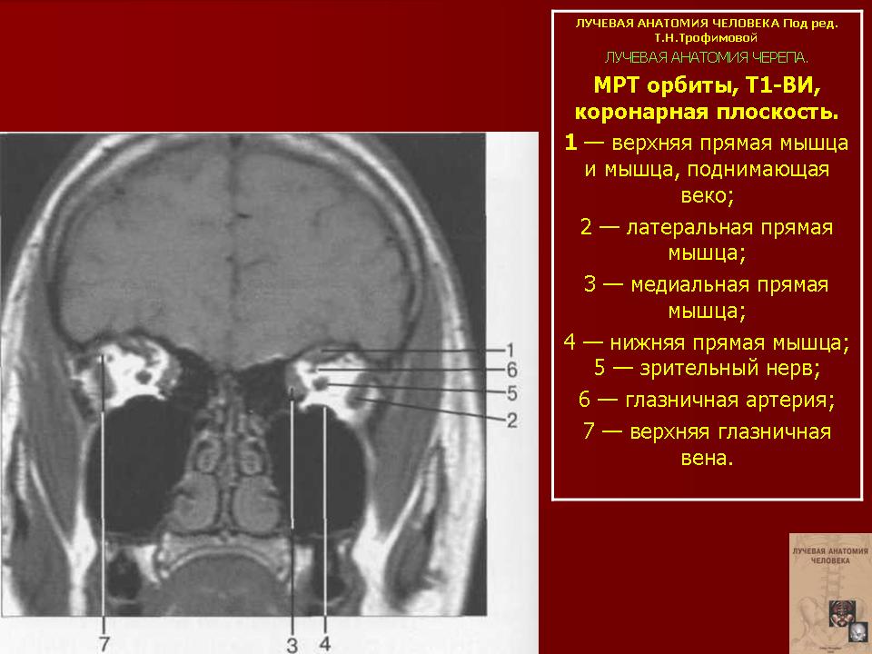 Лучевая анатомия