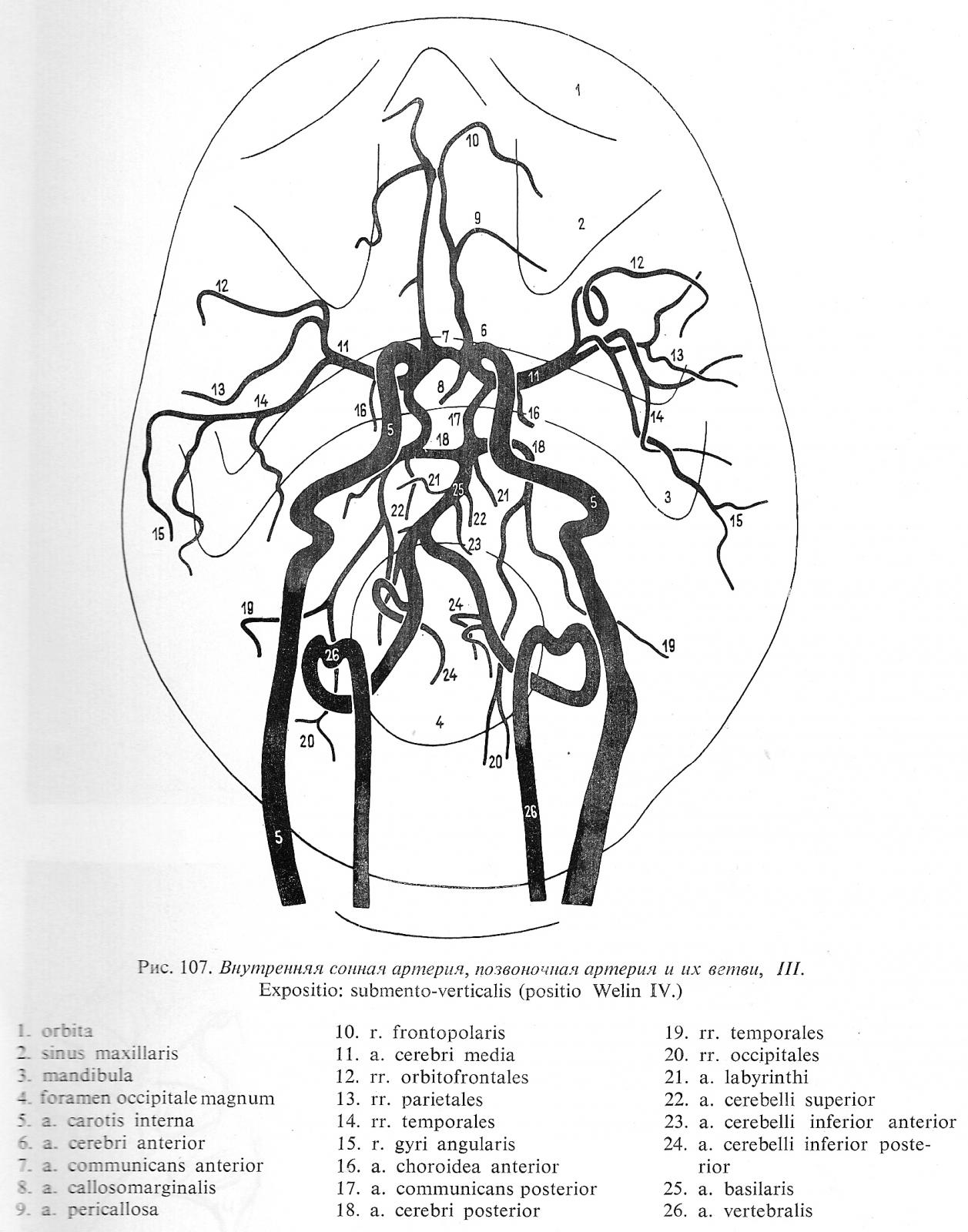 Артерии задних сегментов. Сегменты средней мозговой артерии на кт. Внутренняя Сонная артерия анатомия кт. Сосуды виллизиевого круга мрт. Сегменты средней мозговой артерии схема мрт.