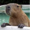 Capybar аватар