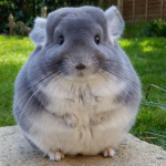 Chinchilla аватар