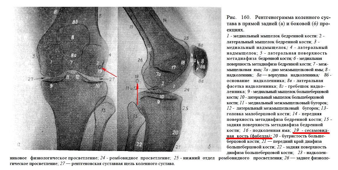 Головка малоберцовой кости фото