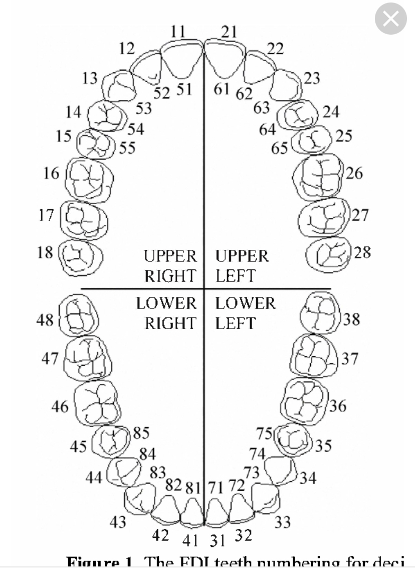 Зубная карта. Зубная формула Виола. Зубная формула зубов схема. Зубная формула человека таблица. Нумерация зубов в стоматологии схема у детей 8 лет.