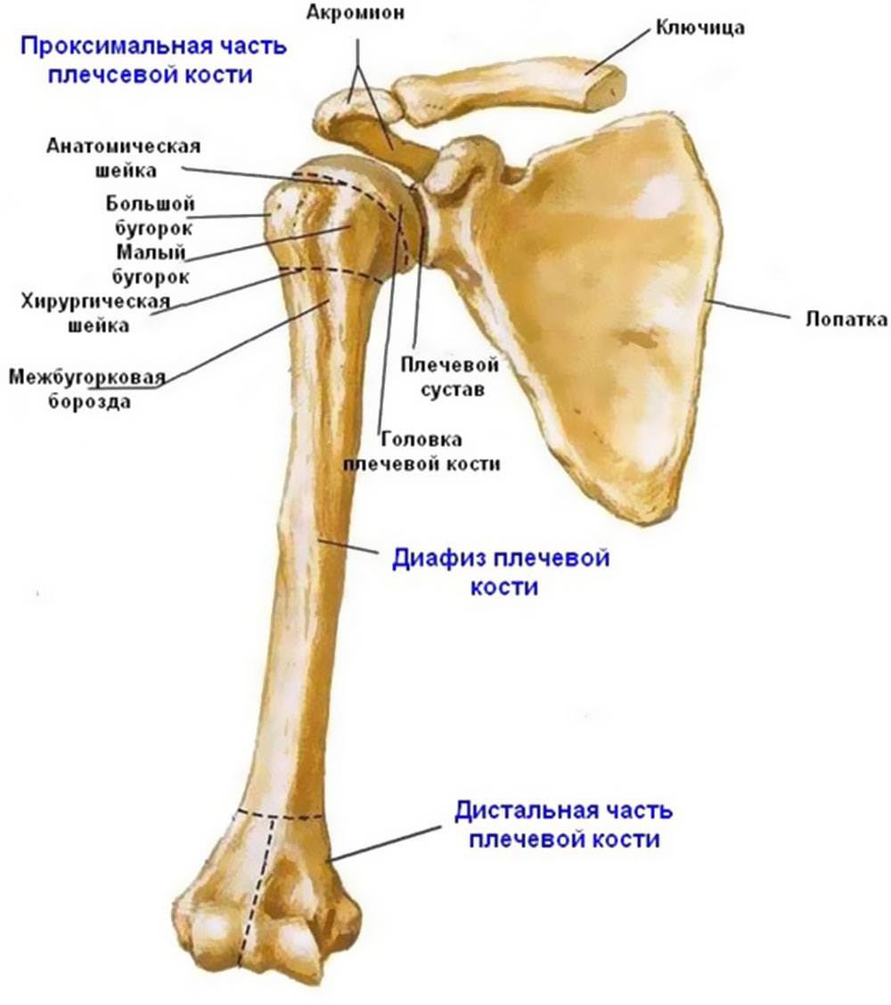 Костные структуры плечевой кости
