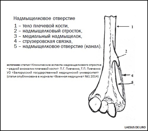 Медиальному надмыщелку кости