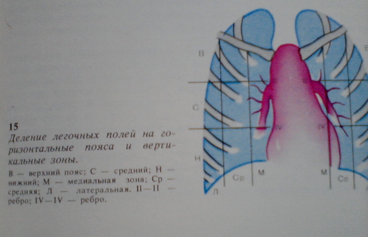 Поля легких