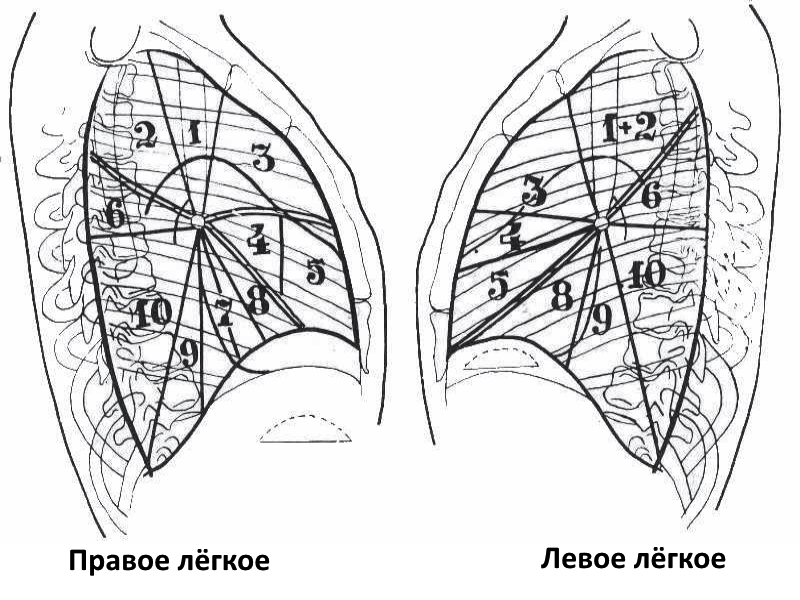 Схема легких кт