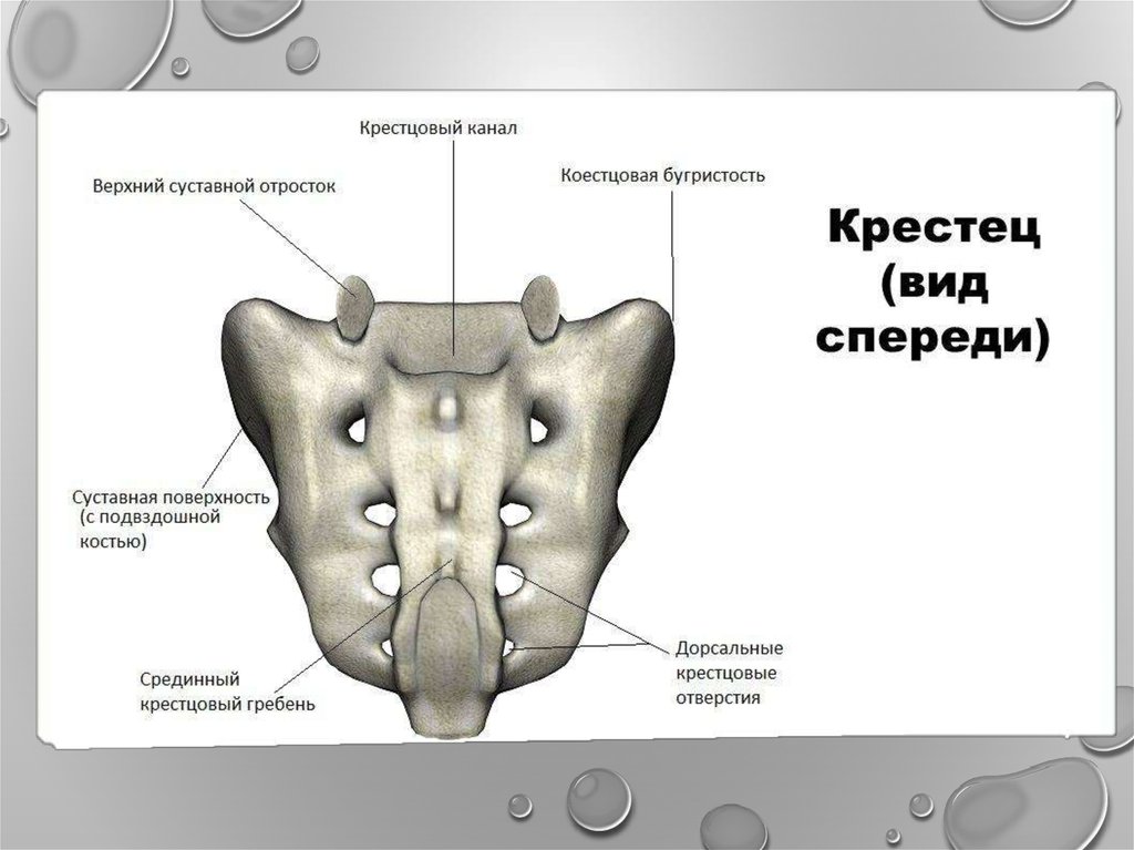 4 крестец. Крестец позвонок анатомия. Кости крестца анатомия. Крестец строение анатомия позвонков. Строение крестца сбоку.