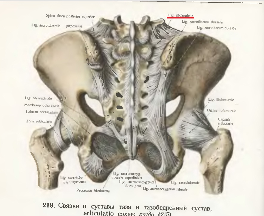 Крестцово подвздошный. Запирательная мембрана таза анатомия. Крестцово-подвздошный сустав анатомия. Крестцовый симфиз. Крестец и таз анатомия.