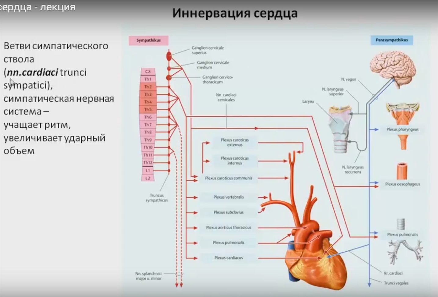 Иннервация блуждающего нерва. Парасимпатическая иннервация сердца анатомия. Симпатическая иннервация сердца анатомия. Симпатическая иннервация сердца и сосудов схема. Блуждающий нерв парасимпатическая иннервация.