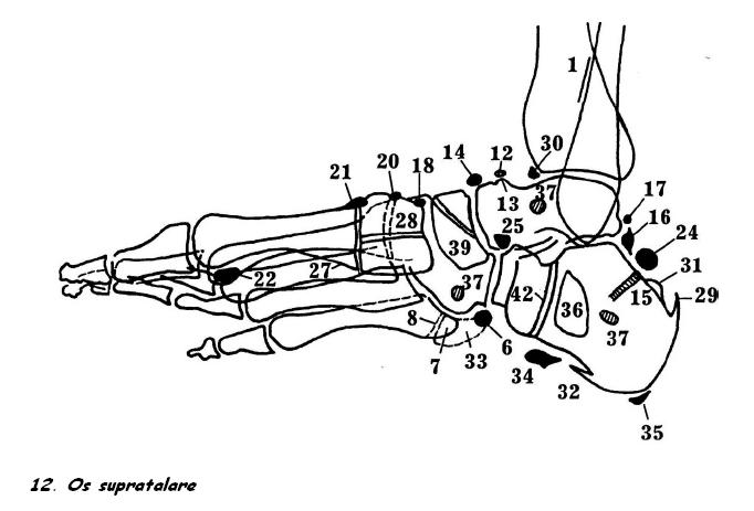 Добавочные кости стопы схема