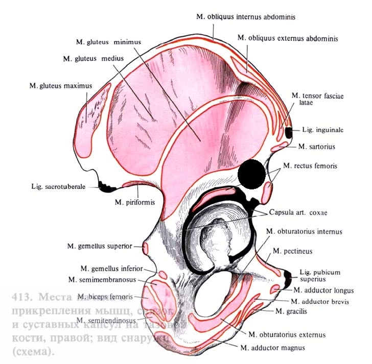 Obturatorius externus мышца