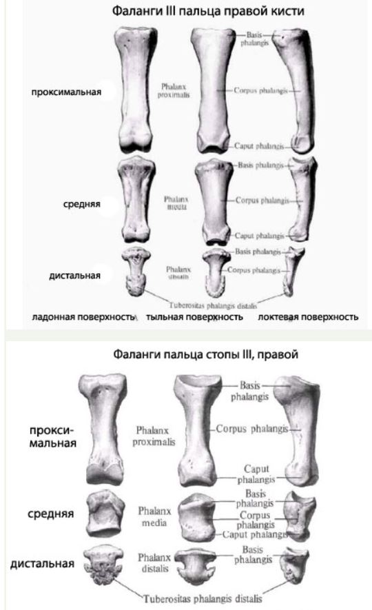 Фаланги пальцев картинки