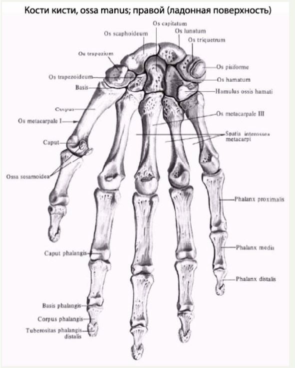 Кости на русском языке. Кисть анатомия строение на латинском. Кости запястья и кисти анатомия. Кости кисти на латыни. Кости кисти правой ладонная поверхность анатомия.