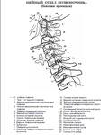 13_c-spine.jpg