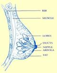 3.anatprofile11.jpg