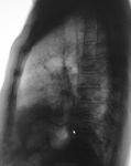 3.v.sl273323.jpg