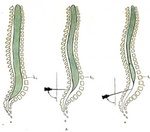 detskaya-nevrologiya-21.jpg