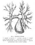 5_legochnaya_arteriya.jpg