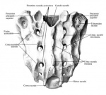 anatomiya-krestca-foto.jpg