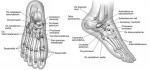 diagram_all_ossicles_of_foot.jpg
