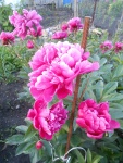 54.dscn4105.jpg