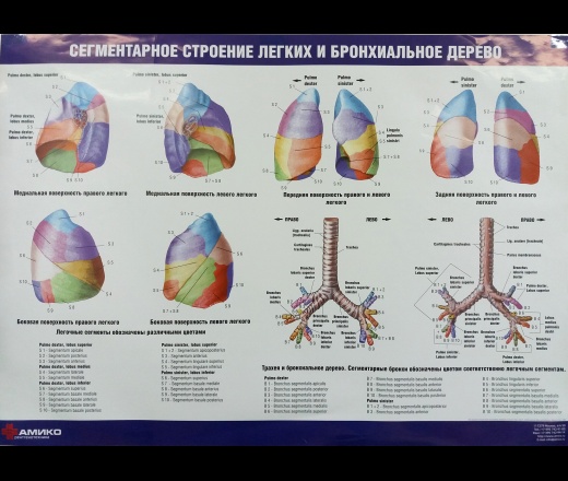 Строение легких: морфология, расположение, бронхиальное дерево