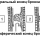 изображение с сайта www.radiomed.ru