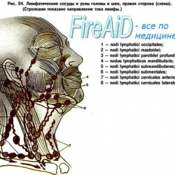 Лимфоузлы головы и шеи схема