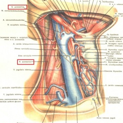 Лимфоузлы вдоль сонной артерии