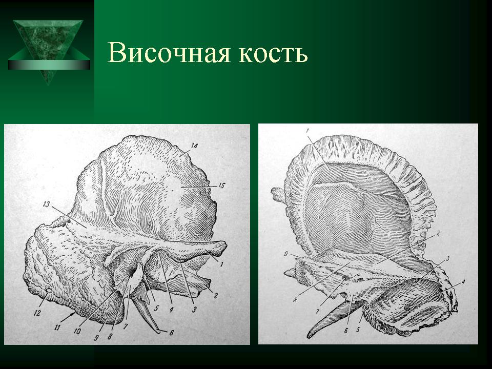 Височная кость. Анатомия височных костей. Кости черепа височная кость. Анатомия височной кости.